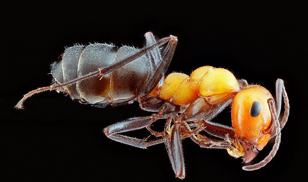 Ant Control service in Thousand Oaks, CA