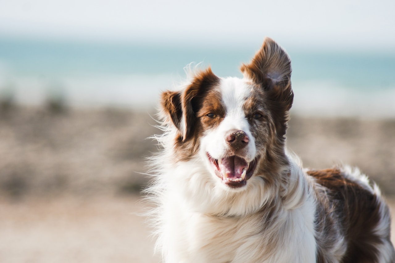 Flea & Tick Control service in Thousand Oaks, CA