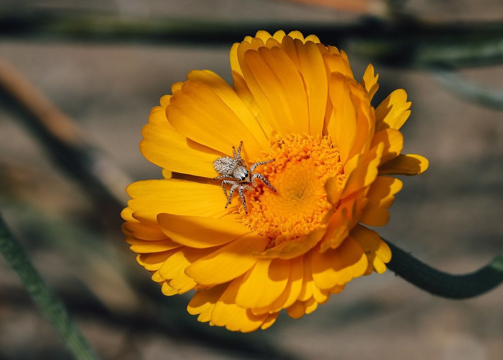 Spider Control service in Thousand Oaks, CA